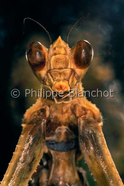 Theopropus elegans.JPG - in "Portraits d'insectes" ed. SeuilTheopropus elegansMante fleur eleganteBanded flower mantisDictyopteraHymenopodidaeThailande